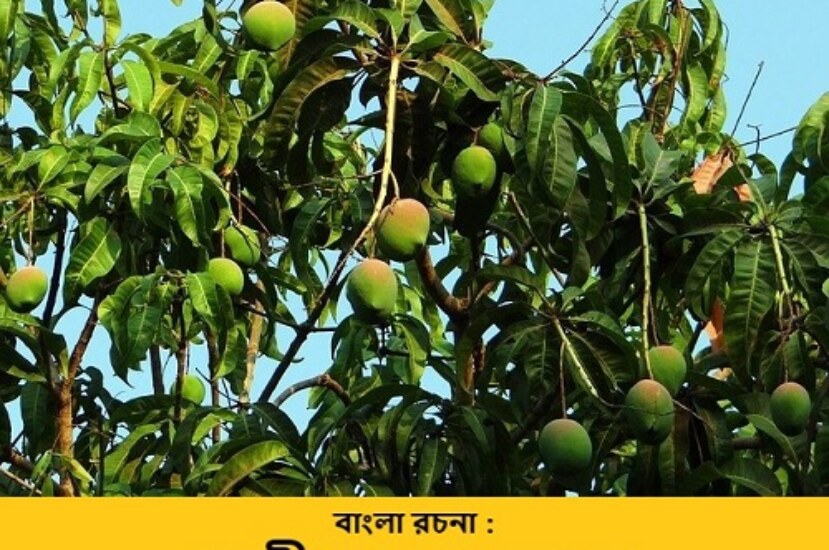 বাংলা রচনা : জাতীয় গাছ আমগাছ