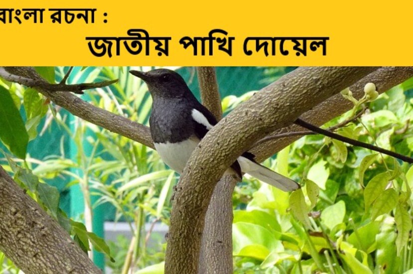 বাংলা রচনা : জাতীয় পাখি দোয়েল