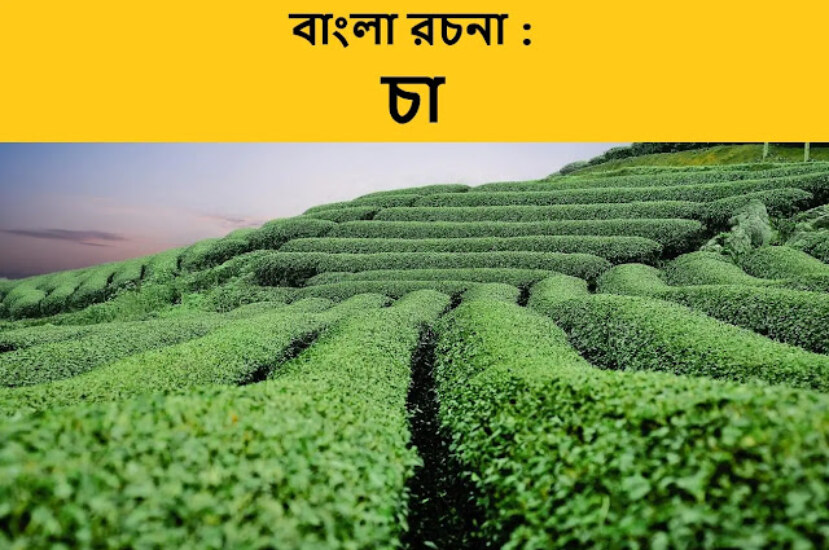 বাংলা রচনা : চা