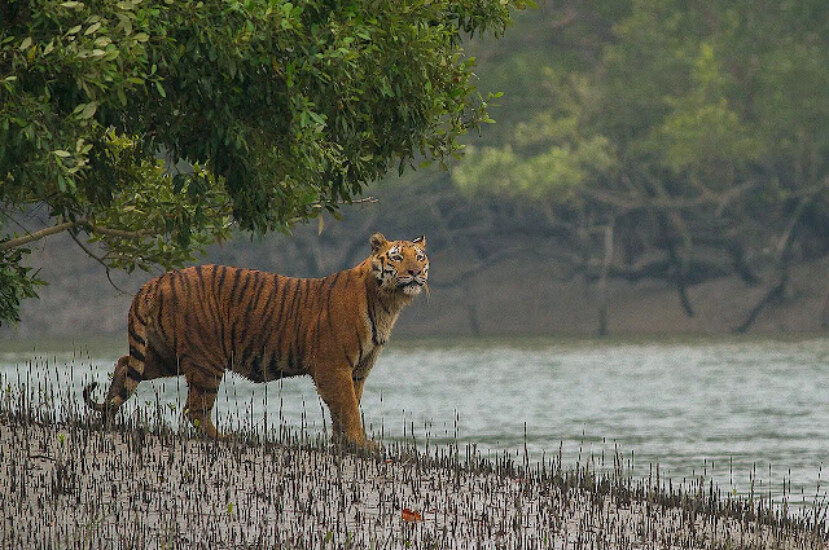 সুন্দরবন রচনা | সুন্দরবন সম্পর্কে রচনা