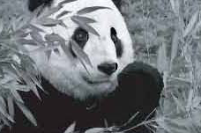 HSC English First Paper | Unit: 8, Lesson: 3 | Environment and Nature | The Giant Panda