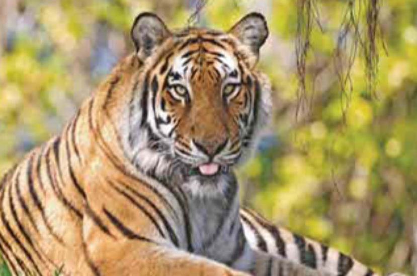 HSC English First Paper | Unit: 8, Lesson: 4 | Environment and Nature | Threats to Tigers of Mangrove Forest